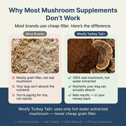 Turkey Tail+ for Dogs